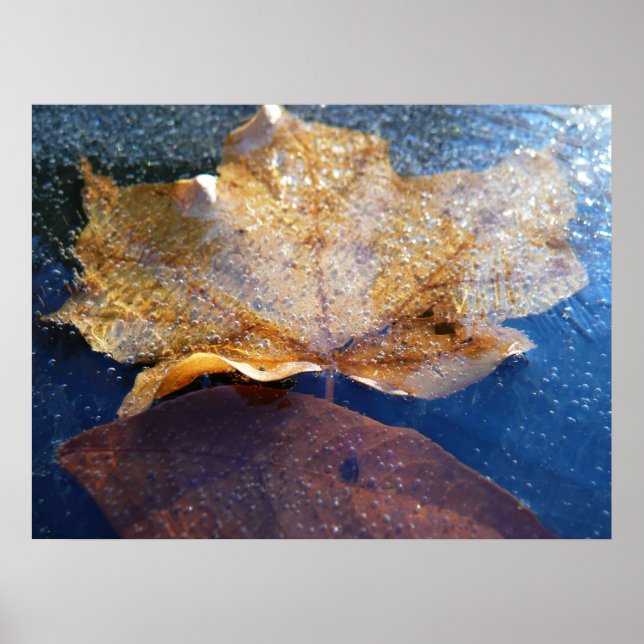 Frozen Yellow Maple Leaf Autumn Nature Poster (Front)