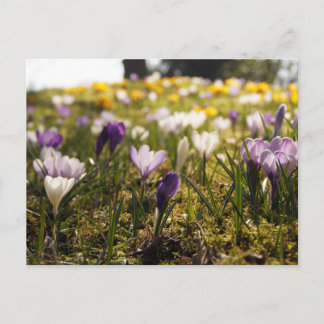 Frühlings Wiese mit Krokus im Gegenlicht Postcard