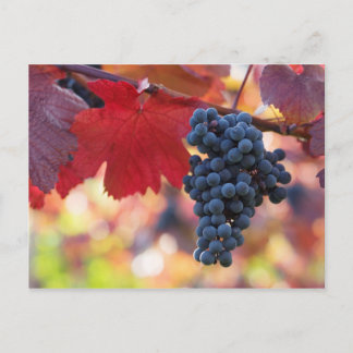 Fruit and Food Postcard 72