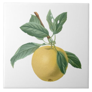 Fruit Apple Botanical Illustration Ceramic Tile