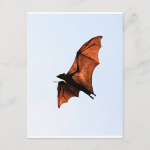 Fruit bat (flying fox) postcard
