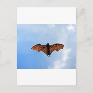 Fruit bat postcard