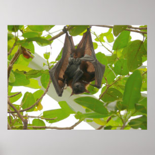 Fruit Bat Poster