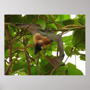 Fruit Bat Poster