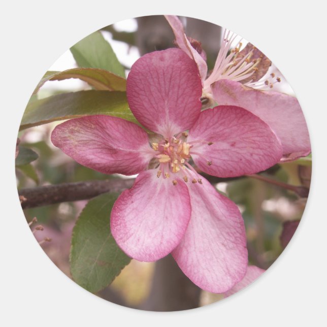 Fruit Blossom Stickers (Front)