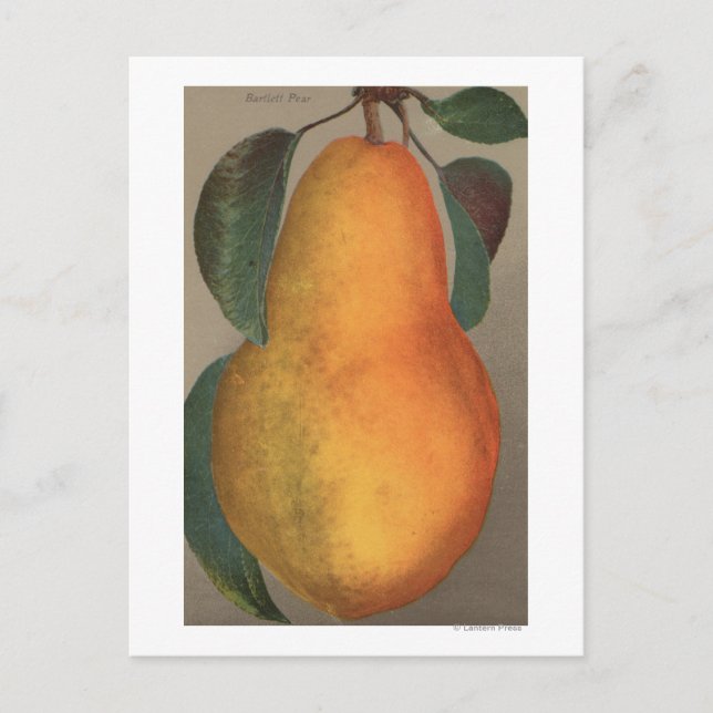 Fruit Chromo Lithograph of Bartlett Pear Postcard (Front)
