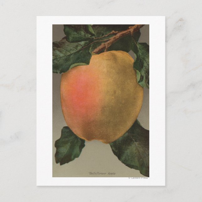 Fruit Chromo Lithograph of Belleflower Apple Postcard (Front)