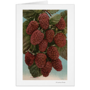 Fruit Chromo Lithograph of LoganberriesState