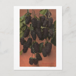 Fruit Chromo Lithograph of Mammoth Postcard