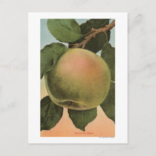 Fruit Chromo Lithograph of Newtown Pippen Postcard