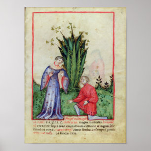 Fruit of Mandrake, from' Tacuinum Sanitatis' Poster