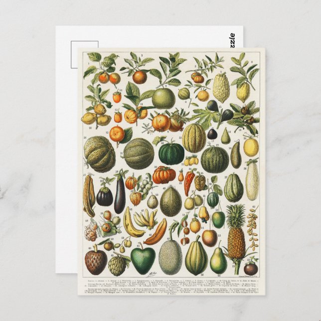 Fruit Vegetable Botanical Scientific Illustration Postcard (Front/Back)