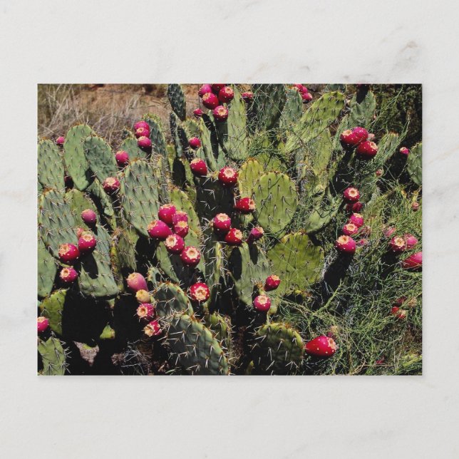 Fruited prickly pear cactus, Sonoran Desert Postcard (Front)