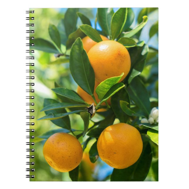 Fruiting Orange Tree Notebook (Front)