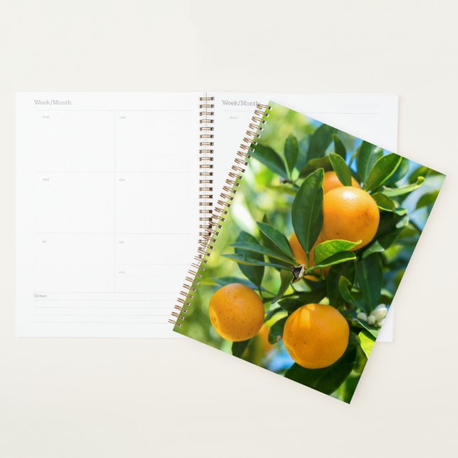 Fruiting Orange Tree Planner (Display)