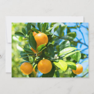 Fruiting Orange Tree Thank You Card