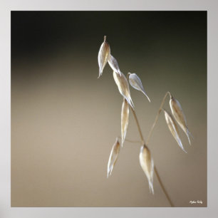 Fruiting Wild Oats print