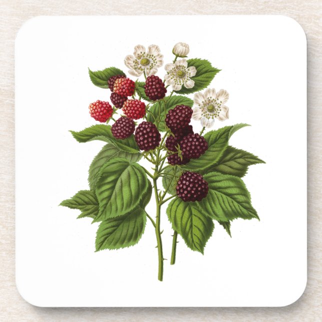Fruits: A014 Blackberry - Coaster (Front)