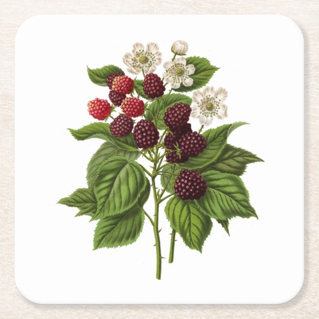 Fruits: A014 Blackberry -  Square Paper Coaster (Front)