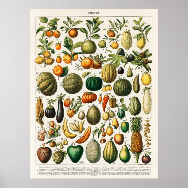 Fruits and Vegetables Poster (Front)