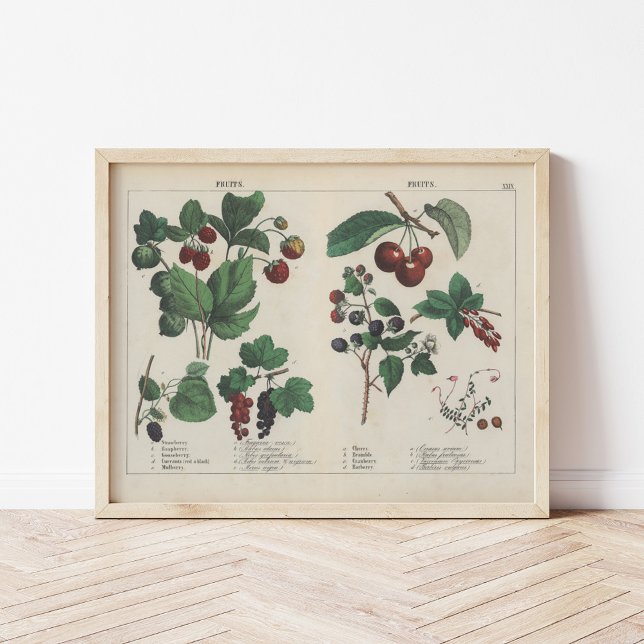 Fruits | Charlotte Mary Yonge Poster (Creator Uploaded)