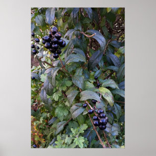 fruits of bush poster