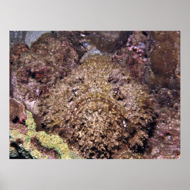 Frumpy Stonefish Poster (Front)
