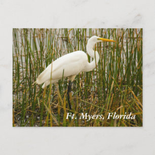 Ft. Myers postcard