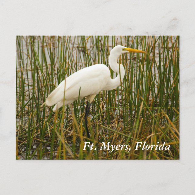Ft. Myers postcard (Front)