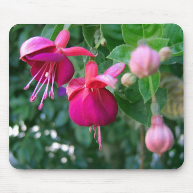 Fuchsia 1 mouse pad (Front)