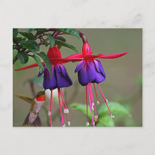 Fuchsia and Hummingbird Postcard