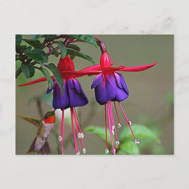 Fuchsia and Hummingbird Postcard (Front)