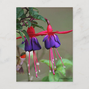 Fuchsia and Hummingbird Postcard