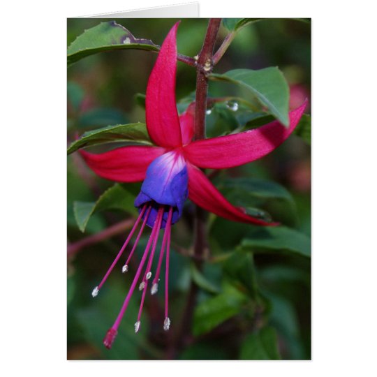 Fuchsia Blossom and Facts Card