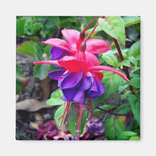 Fuchsia 'Blue Eyes' Magnet