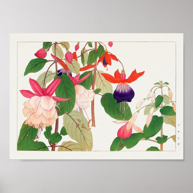 Fuchsia by Tanigami Konan Poster (Front)
