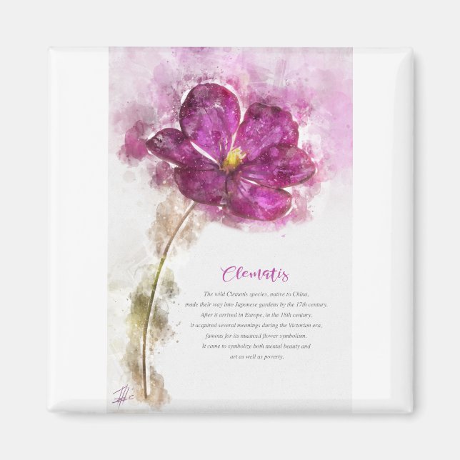 Fuchsia Clematis Magnet (Front)