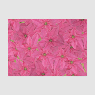 Fuchsia coloured poinsettias, floral pattern tissue paper