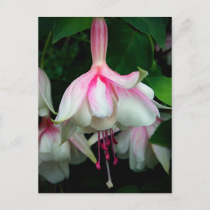 Fuchsia Devonshire Dumpling Postcard