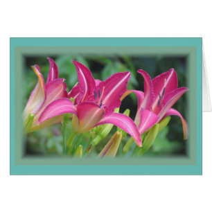 Fuchsia Dreams - Daylilies