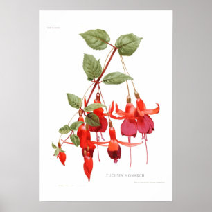 Fuchsia 'Monarch' Poster