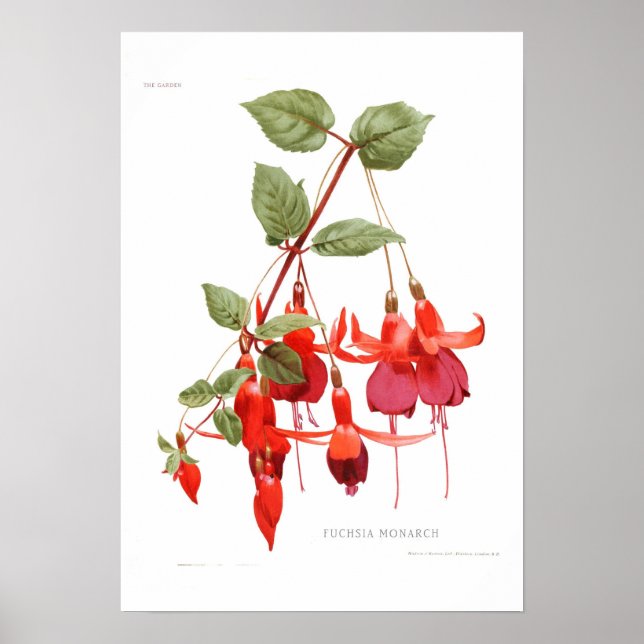 Fuchsia 'Monarch' Poster (Front)