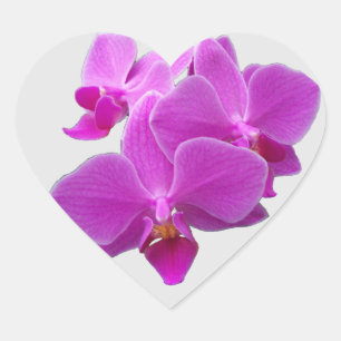 Fuchsia moth orchid on sheet of stickers