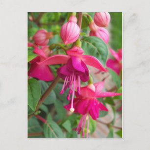 Fuchsia Paula Jane Postcard