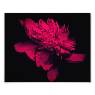 Fuchsia Peony Flower Abstract Floral Art 8x10 Photo Print
