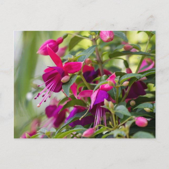 Fuchsia Plant Postcard (Front)