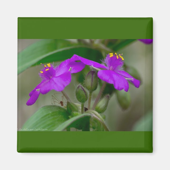 Fuchsia Spiderwort Twins Wildflower Gifts  Apparel Magnet (Front)