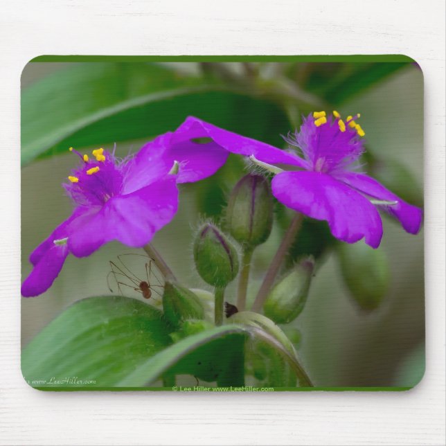 Fuchsia Spiderwort Twins Wildflower Gifts  Apparel Mouse Pad (Front)