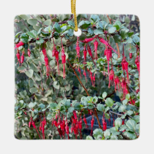 Fuchsiaflower Gooseberry (Ribes speciosum) Ceramic Ornament