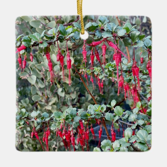 Fuchsiaflower Gooseberry (Ribes speciosum) Ceramic Ornament (Front)